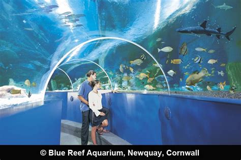 Blue Reef Aquarium, Newquay, Cornwall | Blue reef aquarium, Newquay, Things to do in cornwall