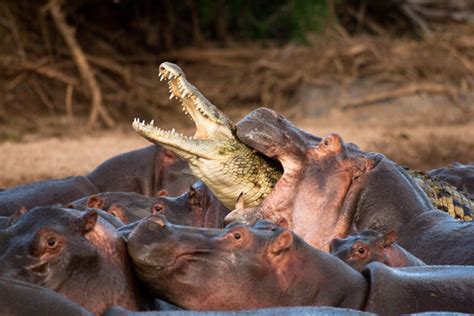 Hippopotamuses attack a crocodile | Environment | The Guardian