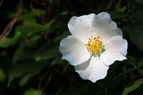 Cherokee Rose Info: Tips For Growing Cherokee Rose In The Garden ...