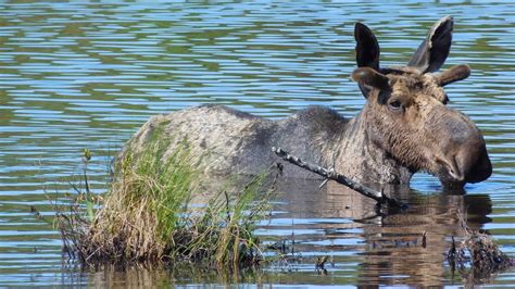 An Important Step for Wildlife at Isle Royale · National Parks ...