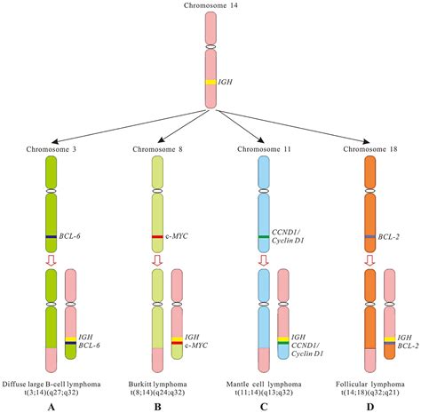 Oncogenic chromosomal translocations and human cancer (Review)