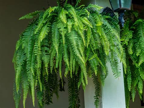 Hanging Fern Care Guide – Where Do Hanging Ferns Grow Best | Gardening Know How