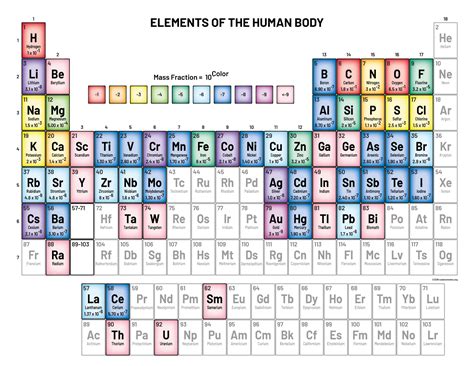 Elements in the Human Body and What They Do | Human body, Body, Human