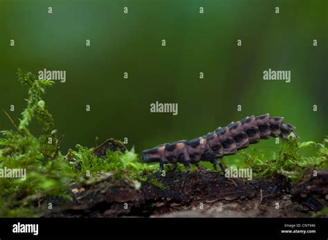 glowworm, glow-worm, great European glow-worm beetle (Lampyris noctiluca), female sitting in ...