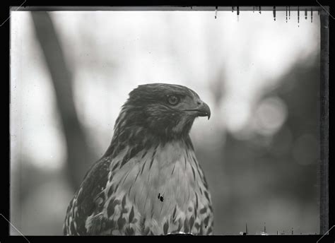 Red-Tailed Hawk - OHS Digital Collections