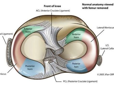 The Injury Zone: Basic Anatomy and Function of the Meniscus