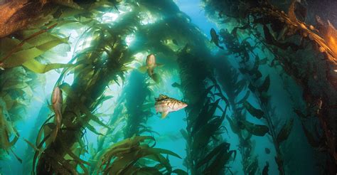 Embrace kelp forests in the coming decade | Science