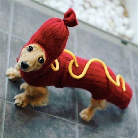 Loading... | Dachshund costume, Dog costumes, Weenie dogs