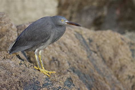 Eastern Reef Egret | An Eastern Reef Egret (dark morph) on t… | Flickr