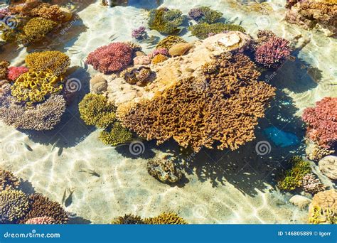 Coral Reef in Red Sea, Israel Stock Image - Image of aquatic, deep ...