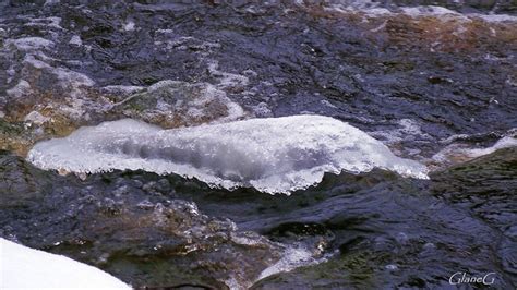 Frozen Alligator | Flickr - Photo Sharing!