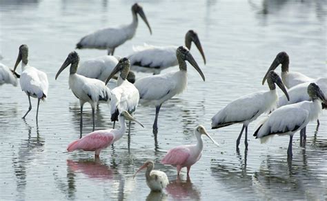 South Florida wading bird nesting declines - Sun Sentinel