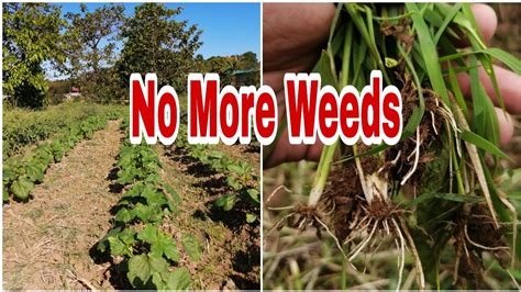 Buhay sa Bukid /The Best and Natural method to eliminate weeds in your farm - YouTube