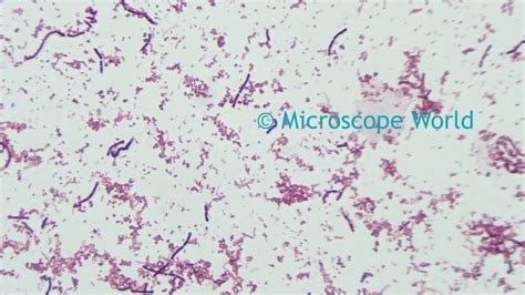 Microscope World Blog: Bacteria Under the Microscope with Different ...