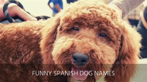 Ultimate List of the Top 300+ Spanish Dog Names - Funny, Cool, Popular ...