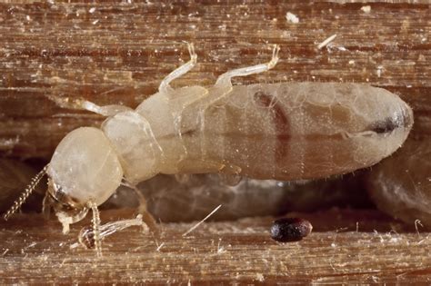 What Do Baby Termites Look Like? Identify Baby Termites