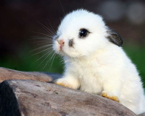 🔥 Free Download Cute White Baby Bunnies Hd Pictures Wallpaper Forest by @melissaklein ...