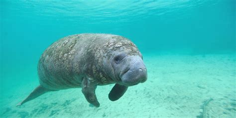 Our Favorite Florida Manatee Tours - Hijinks