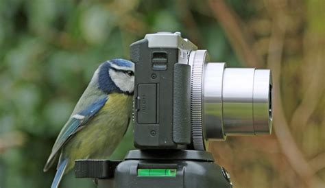 Blue Tit Camera Garden Bird - Free photo on Pixabay - Pixabay