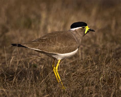 Top 12 Destinations To See Migratory Birds In India