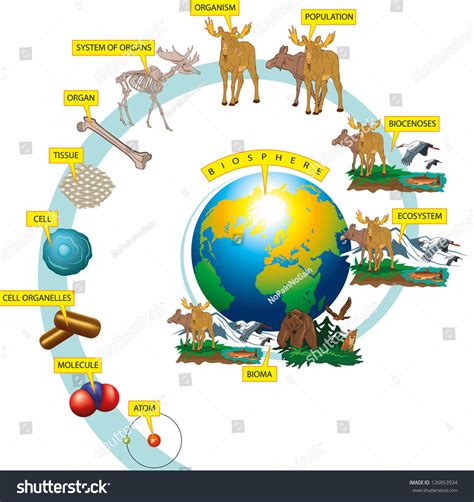 Hierarchy Biological Organization Stock Vector 126853934 - Shutterstock