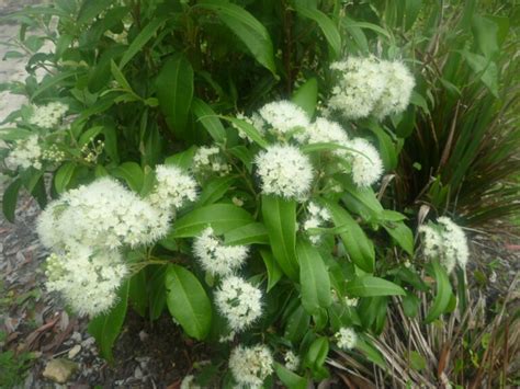 Backhousia citriodora – Lemon Myrtle | Gardening With Angus