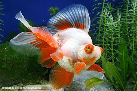 Gold Fish-Ryukin | Ryukin goldfish, Goldfish, Freshwater aquarium fish