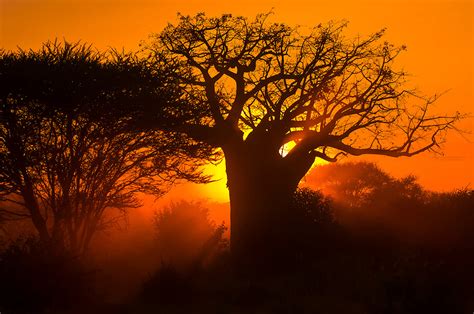 Baobab tree at sunset, Tarangire National Park, Tanzania | Blaine ...