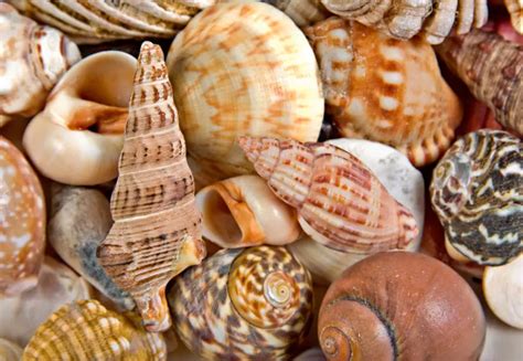 Seashells background image