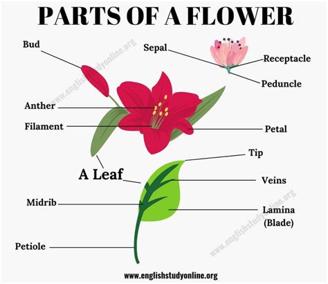 Parts of A Flower: Different Parts of A Flower & A Leaf in English ...