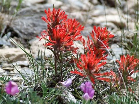 50 INDIAN PAINTBRUSH Castilleja Indivisa Flower Seeds - Seeds & Bulbs