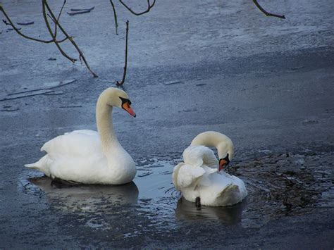 Swans on frozen lake 2 Free Photo Download | FreeImages