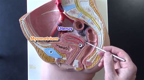 Female Reproductive System Model - YouTube