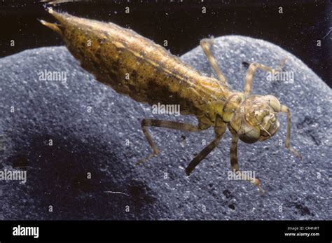 Larva de Aeshnidae sp Fotografía de stock - Alamy