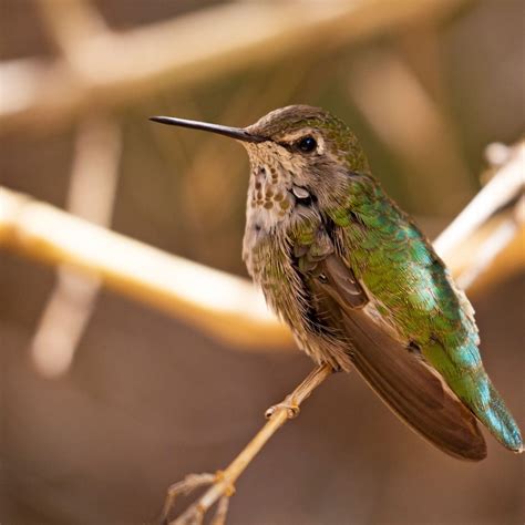 10 Incredible Hummingbird Species You Could See in Your Backyard | Family Handyman