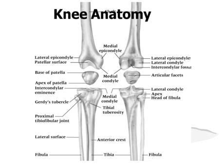 Knee Anatomy.> | Anatomy of the knee, Knee anatomy, Medical anatomy