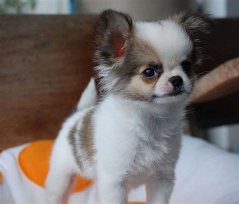 Best 25+ Long haired chihuahua puppies ideas on Pinterest | Next day delivery clothes, Long hair ...