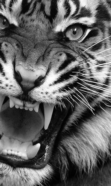 Tiger Wallpaper for mobile phone, tablet, desktop computer and other devices HD and 4K ...