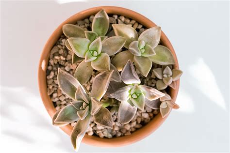 Ghost Plant: Succulent Care and Growing Guide