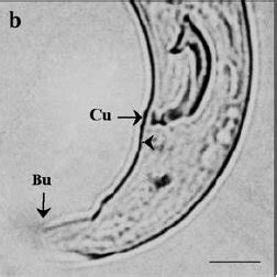 Light microscope photographs of Portuguese Bursaphelenchus xylophilus :... | Download Scientific ...