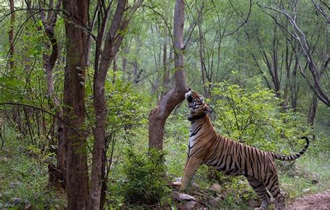 Sariska Tiger Reserve / Sariska National Park, Alwar - Timings, Safari Cost, Best Time to Visit