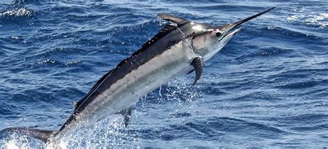 Black Marlin – "OCEAN TREASURES" Memorial Library