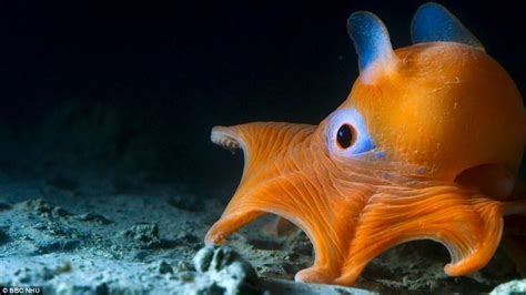 Episode two of Blue Planet II gives a glimpse of deep under the ocean ...