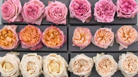 Freeze Dried Garden Roses