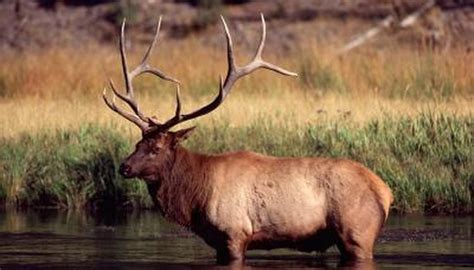 Information on the Spider Bull Elk | Animals - mom.me