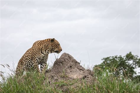 Free Photo | Closeup shot of an african leopard sitting on the rock with the grey sky