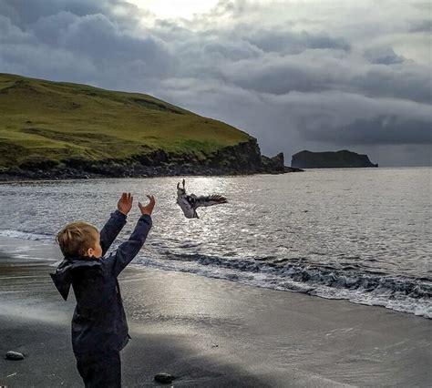 Puffin Hunting In Iceland Gives A Unique Insight Into Climate Effects ...