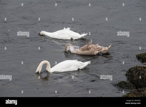 Mute swans with cygnet feeding in Aberystwyth harbour, Mid Wales Stock Photo - Alamy