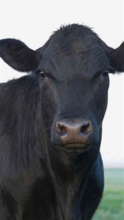 Pin by Jim Durham on Belgium #1 Cattle Breeds | Belgian blue cattle, Belgian blue, Breeds