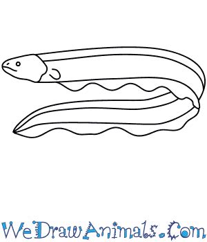 How To Draw Eels - Rowwhole3